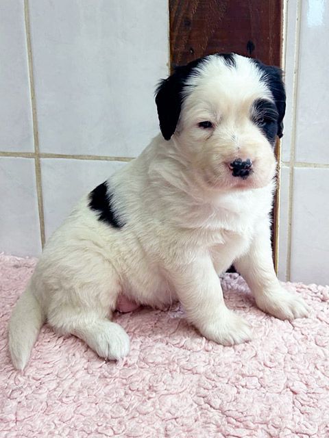 du domaine de Val Kurlande - Chiot disponible  - Landseer type continental europeen