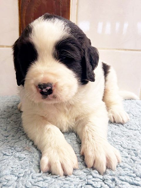 du domaine de Val Kurlande - Chiot disponible  - Landseer type continental europeen