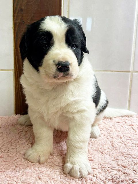 du domaine de Val Kurlande - Chiot disponible  - Landseer type continental europeen