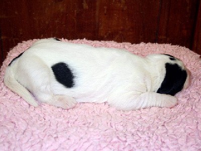 CHIOT N° 697