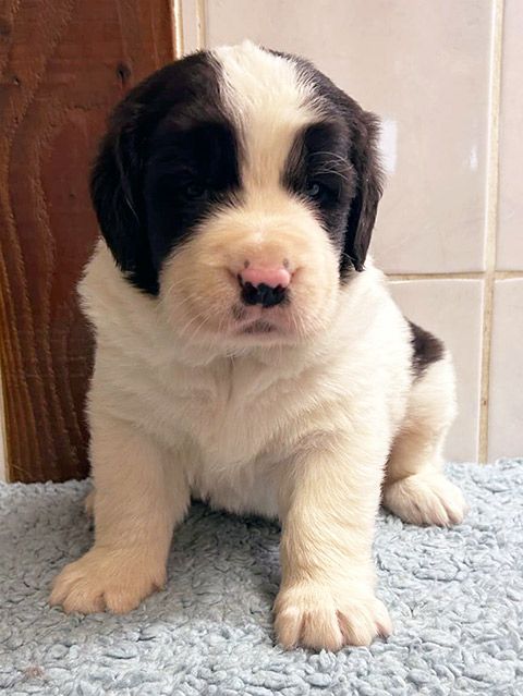 du domaine de Val Kurlande - Chiot disponible  - Landseer type continental europeen