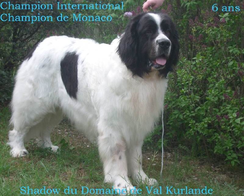 CH. Shadow du domaine de Val Kurlande