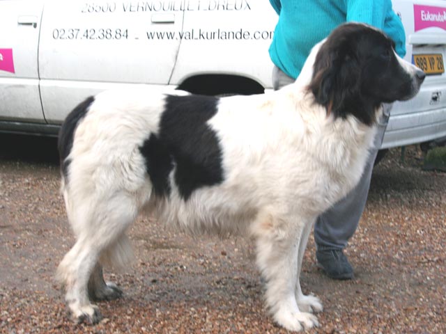 Dorhyne white sirius