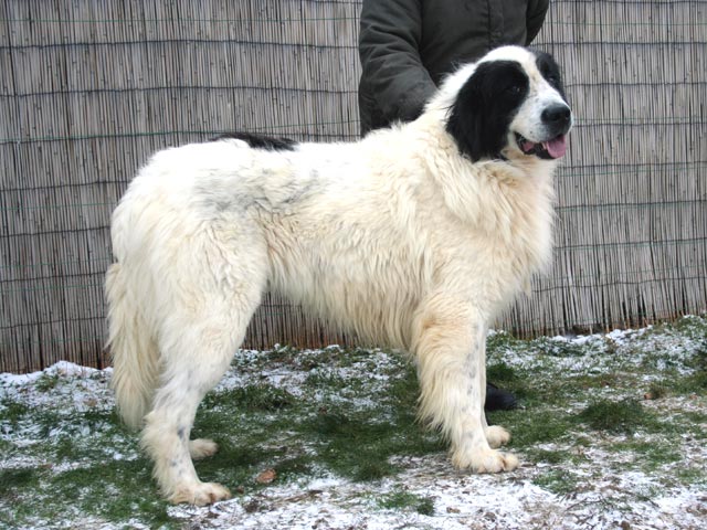 CH. Enzo von admin