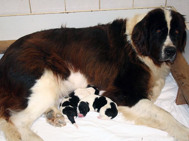 Chiot Landseer type continental europeen du domaine de Val Kurlande