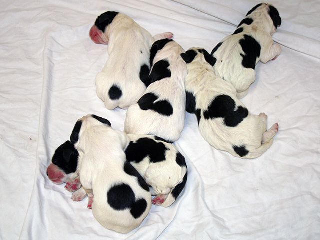 Chiot Landseer type continental europeen du domaine de Val Kurlande
