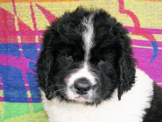 du domaine de Val Kurlande - Landseer type continental europeen - Portée née le 18/02/2011